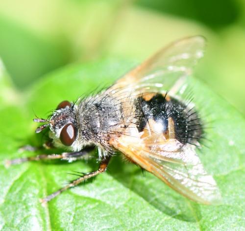 Réf. 259 100 : Tachina lurida